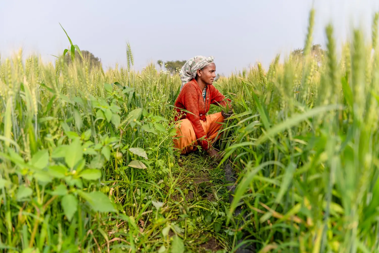 A farmer working among tall green wheat in an Indian field at first light
